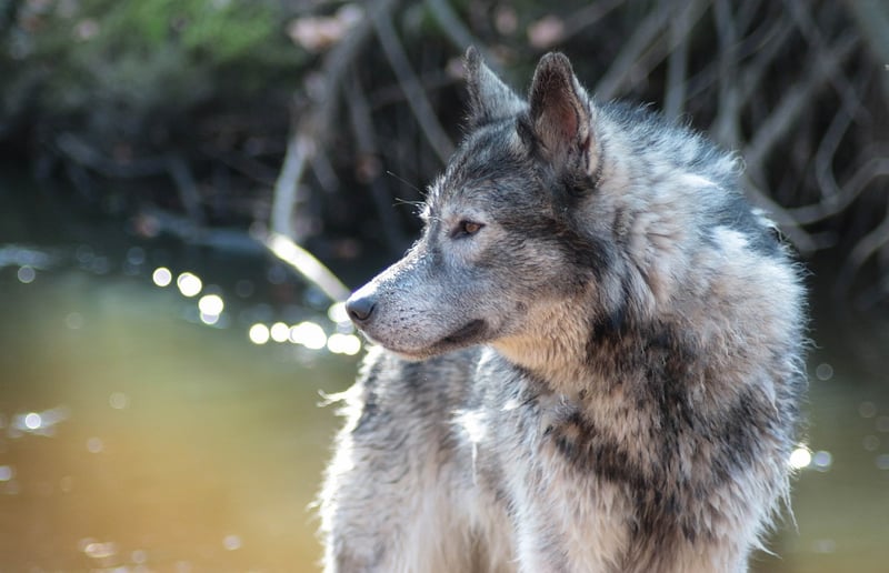 Werewolf Image